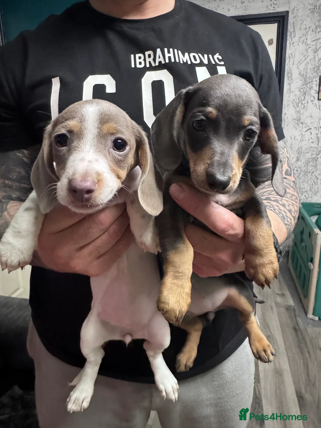 Miniature Dachshund dogs for sale: 4 cute piebald miniature dachshunds available  - Advert 9
