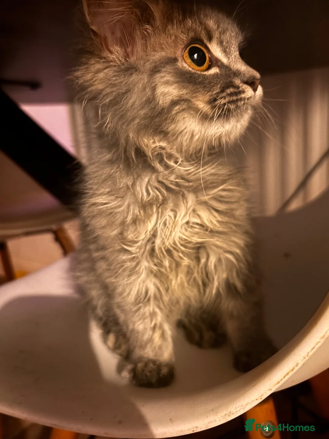 Persian cats for sale: Cute fluffy boy  - Advert 2