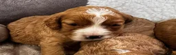 Cavapoo dogs for sale: STUNNING F1 CAVAPOO PUPPIES – CRUFTS SHOW-DOG SIRE - Advert 10