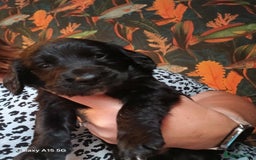 Cocker Spaniel dogs for sale:  Cocker spaniel puppies  - Image 9