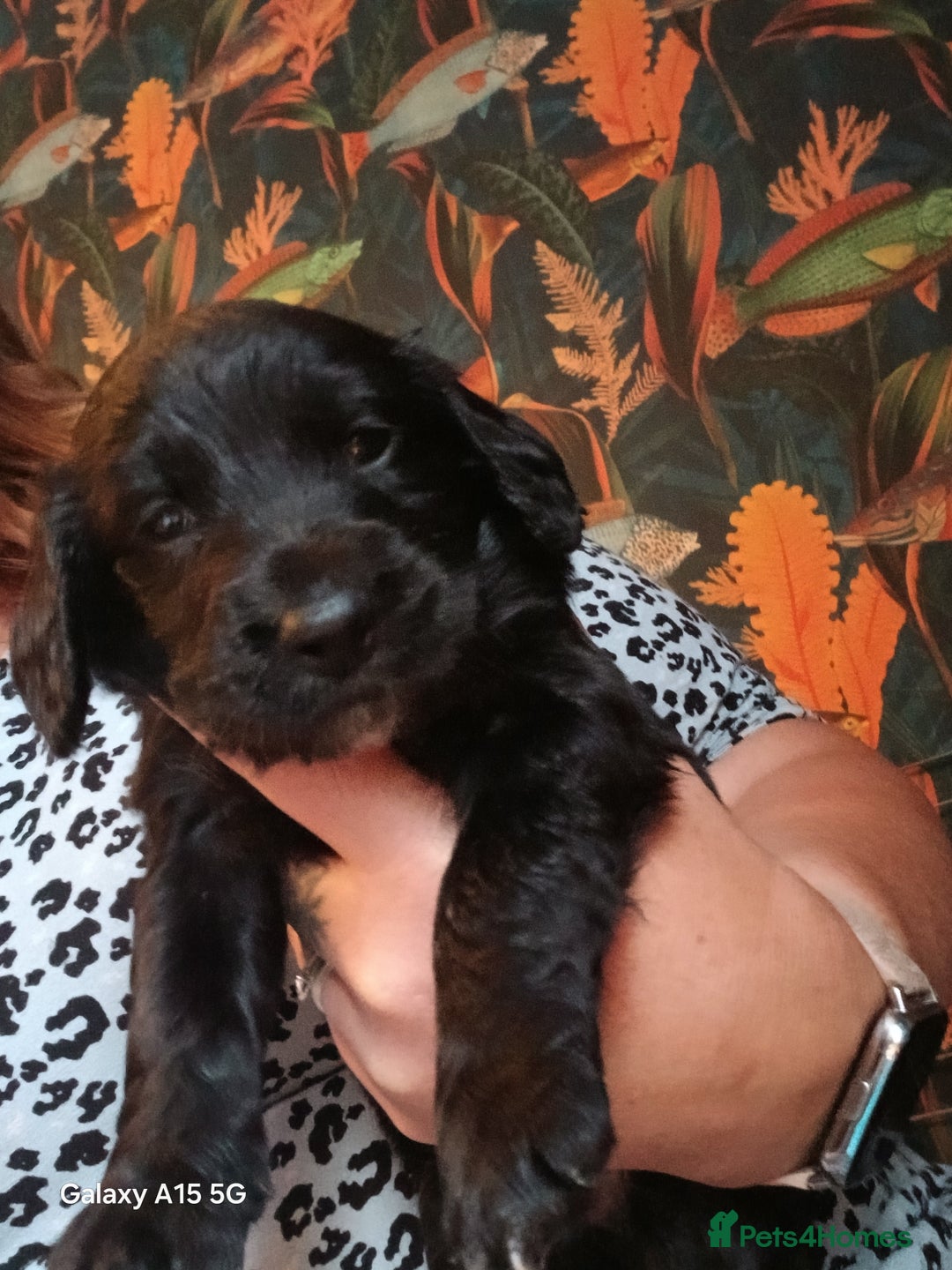 Cocker Spaniel dogs for sale:  Cocker spaniel puppies  - Image 9