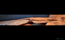 Bearded Dragon reptiles for sale: Full breeding setup  - Image 4
