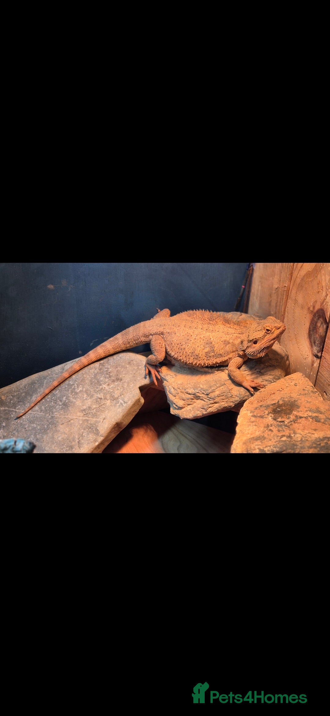 Bearded Dragon reptiles for sale: Full breeding setup  - Image 4