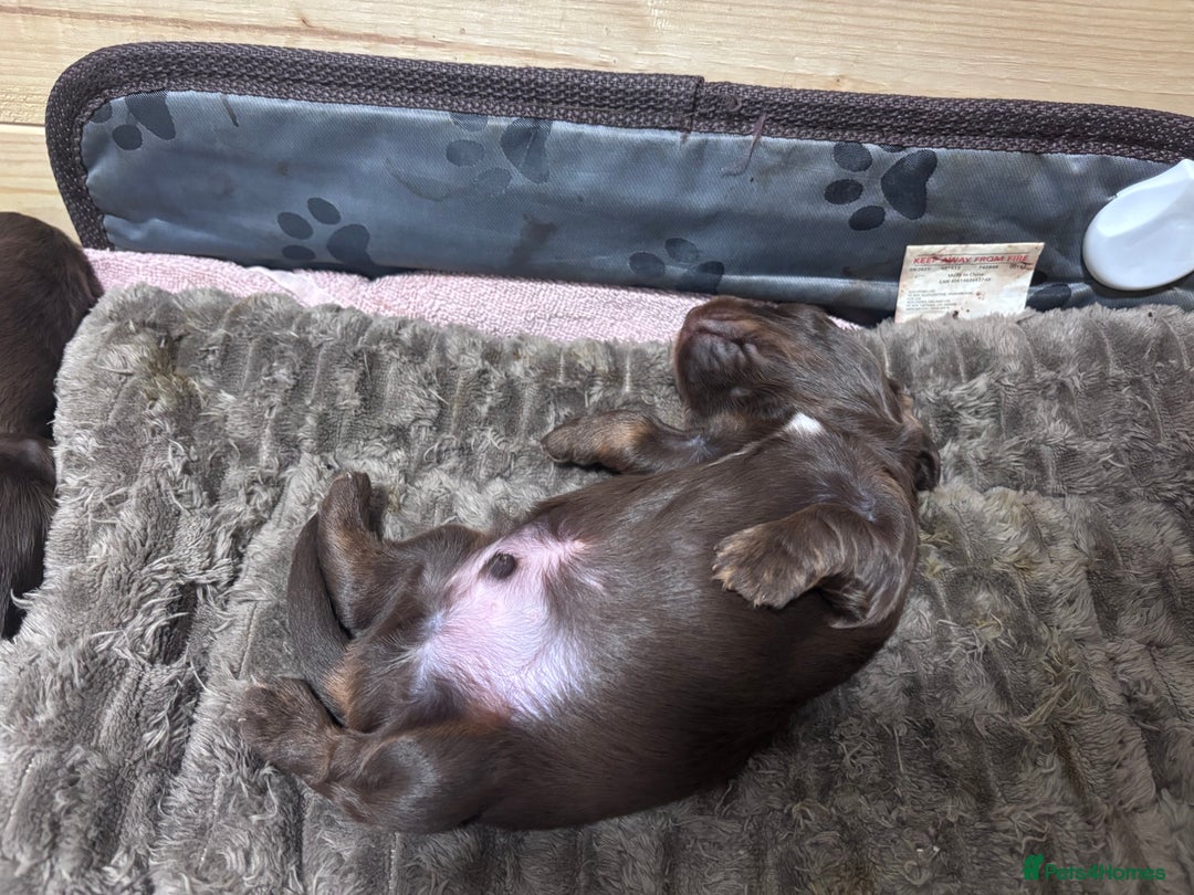 Miniature Dachshund dogs for sale: Long haired miniature dachshunds  - Advert 10