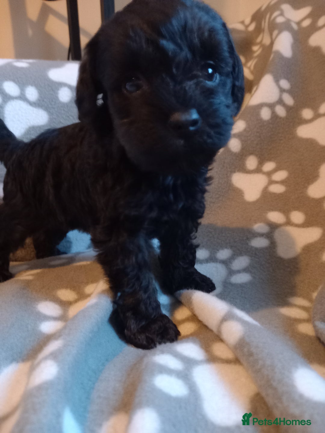 Mixed Breed dogs for sale: TOY SHNOODLES READY 21 DEC - Advert 39