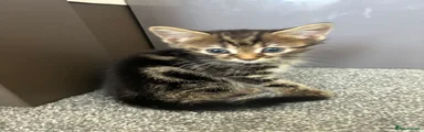 Mixed Breed Kitten 1