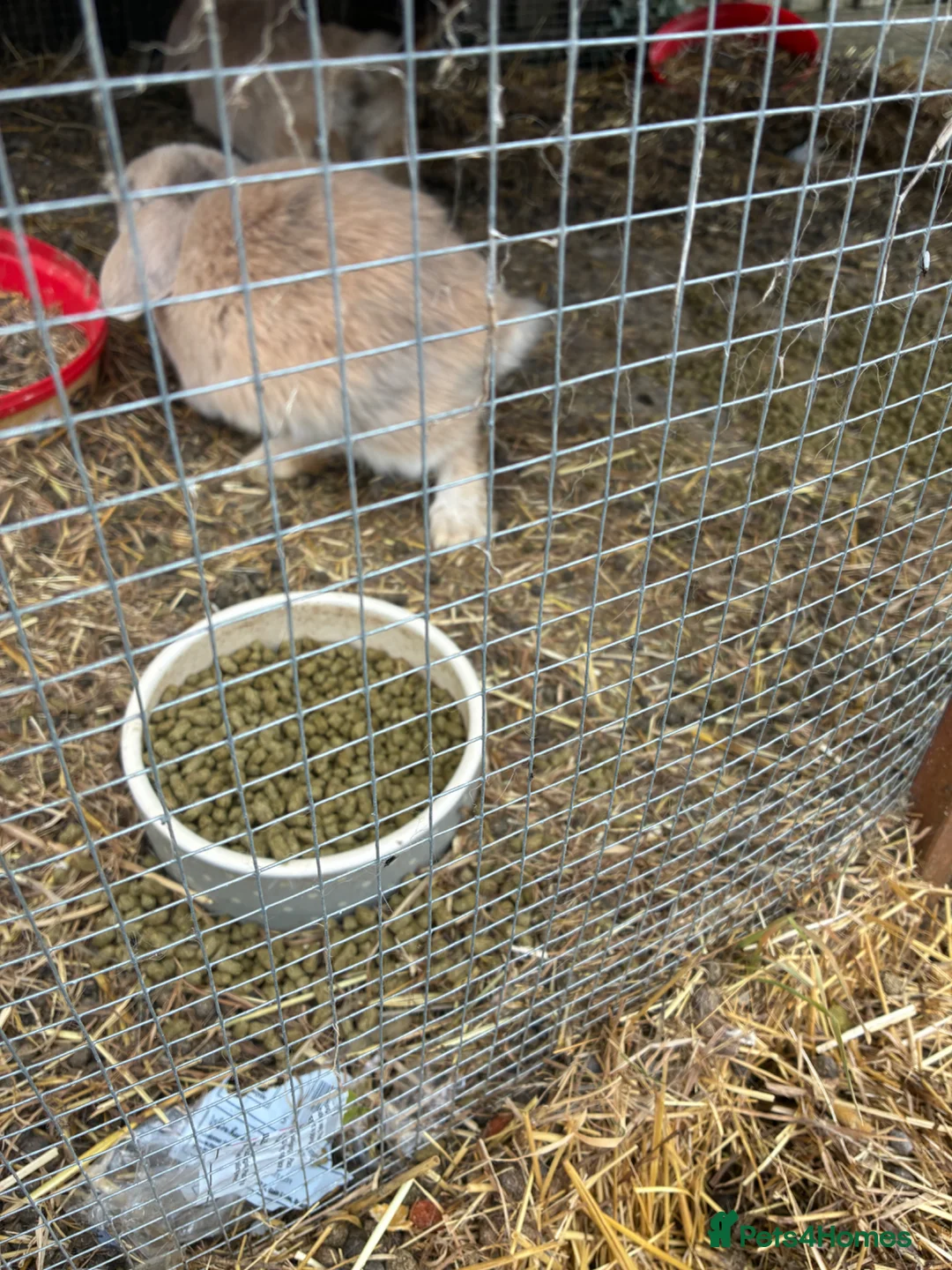 Mini Lop rabbits for sale: 2 beige mini lops - Advert 4