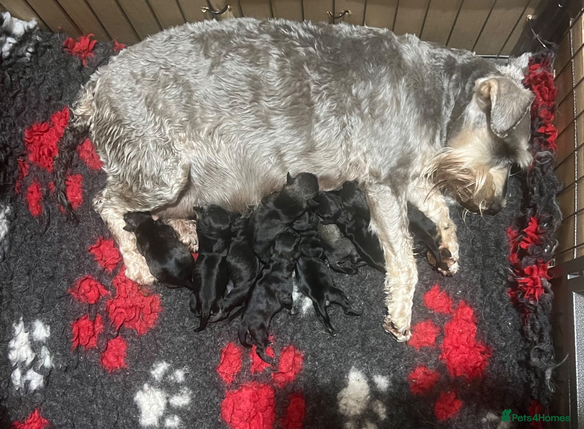 Miniature Schnauzer dogs Miniature schnauzer  - Advert 2