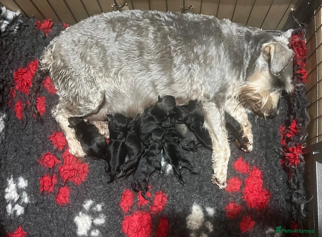 Miniature Schnauzer dogs for sale: Miniature schnauzer  - Advert 2