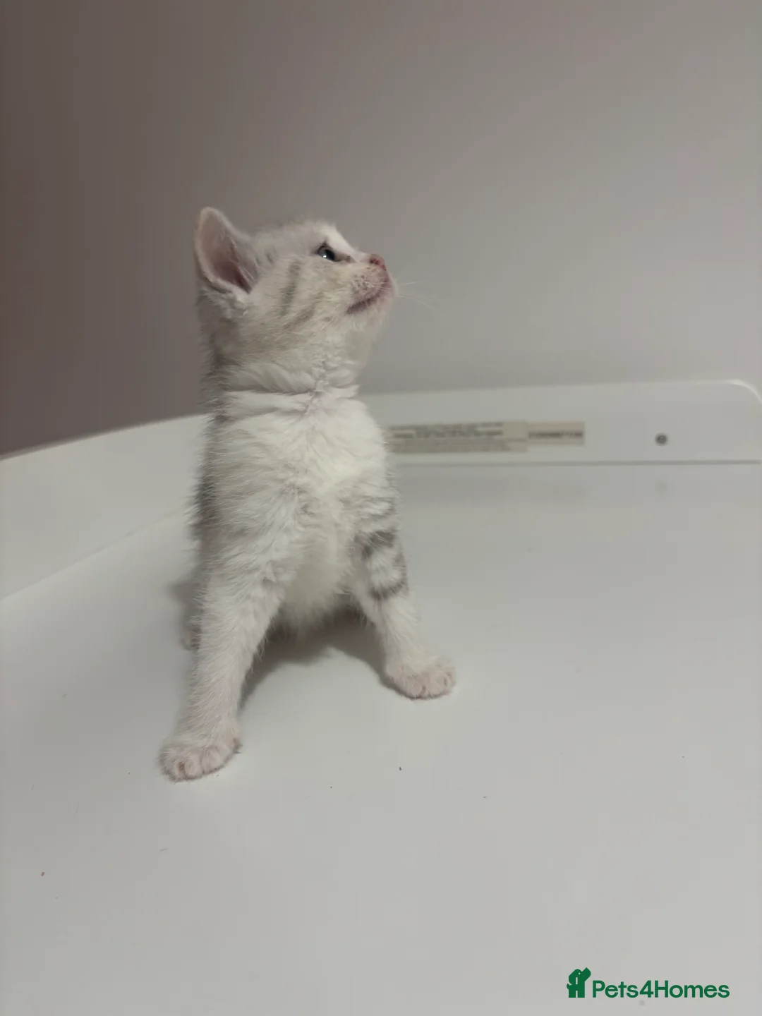 Scottish Fold cats for sale: Scottish fold straight and folded ears - Advert 9