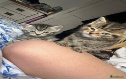 Mixed Breed cats for sale: British shorthair X British shorthair x Tabby - Image 31