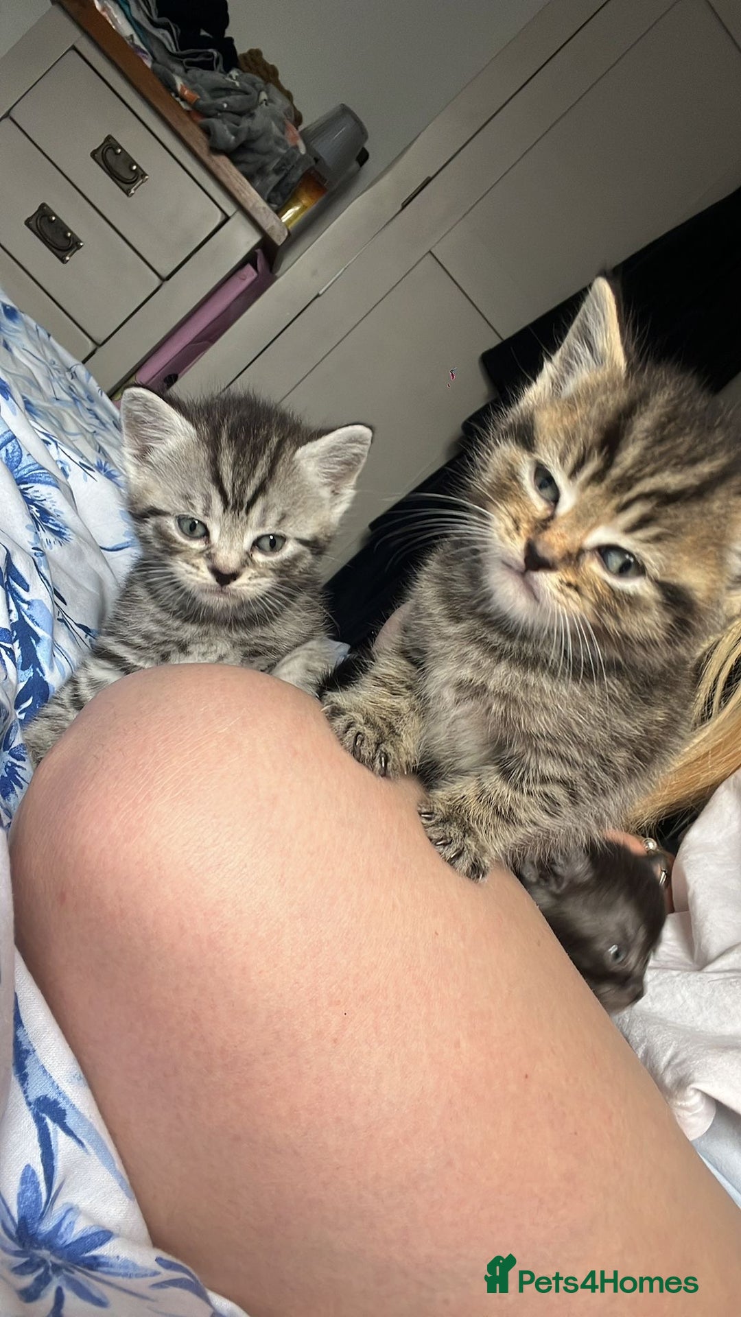 Mixed Breed cats for sale: British shorthair X British shorthair x Tabby - Image 31