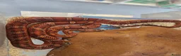 Corn Snake reptiles for sale: Pied cornsnake baby  - Advert 5