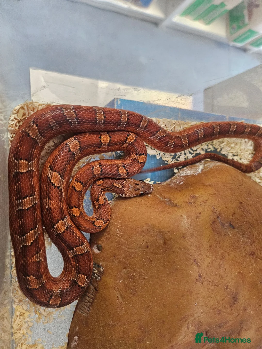 Corn Snake reptiles for sale: Pied cornsnake baby  - Advert 5