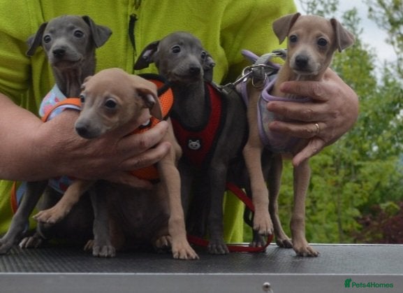 Italian Greyhound dogs 2 Blue girls 1 Fawn boy available - Advert 10