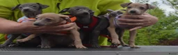 Italian Greyhound dogs for sale: Kc registered Italian greyhound pups  - Advert 6
