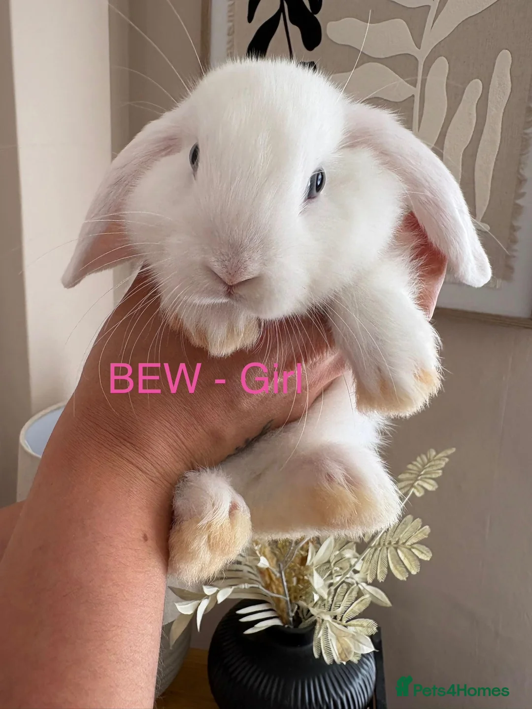 Mini Lop rabbits for sale: Beautiful Mini Lop Bunnies  - Advert 2