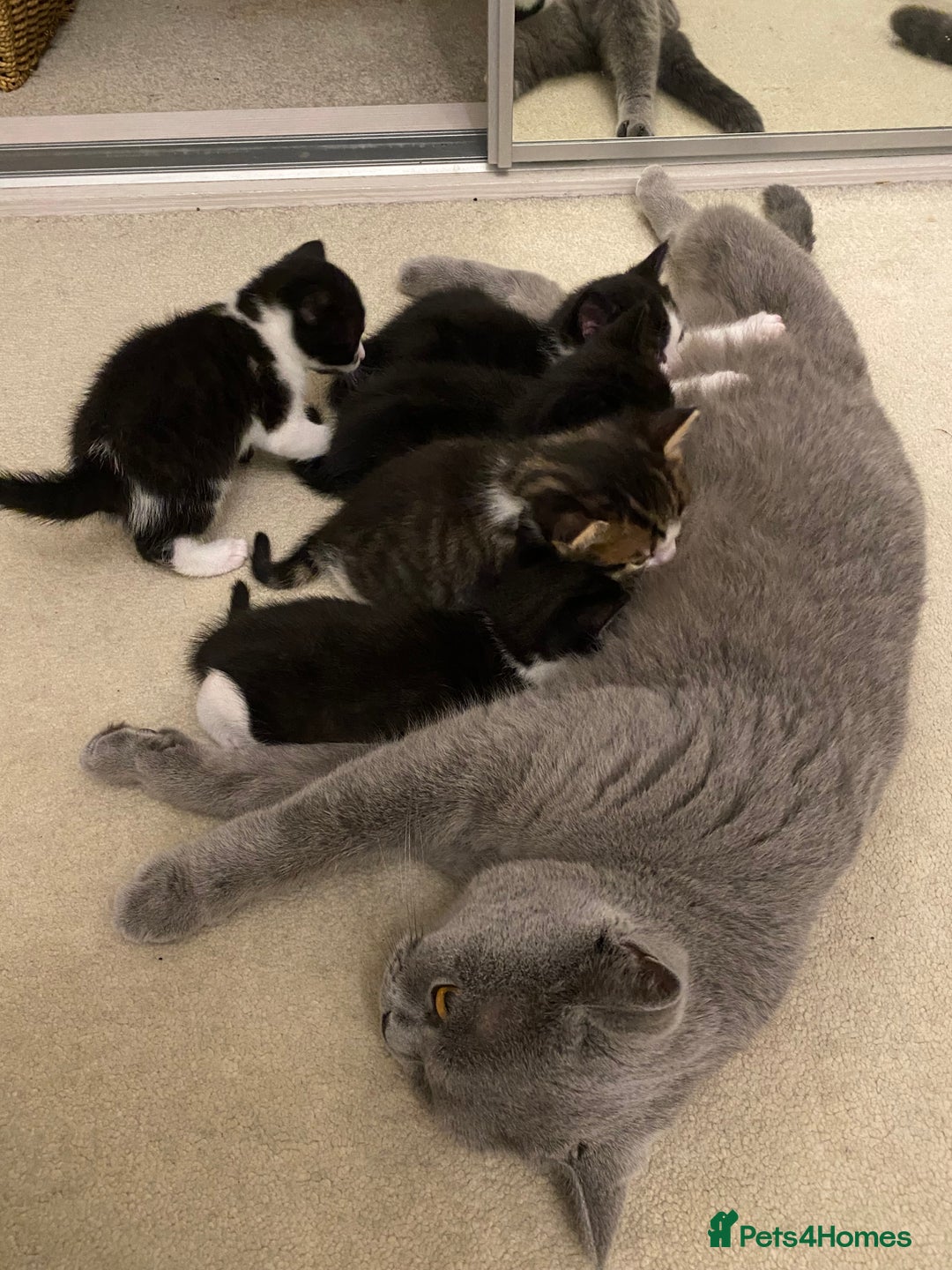 British Shorthair cats for sale: kittens ready now for new home - Image 12