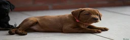 Labrador Retriever dogs for sale: Outstanding fully health tested fox red and black  - Advert 5