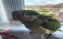 Parrots birds for sale: Rocky -Quaker  - Image 9