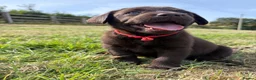 Labrador Retriever dogs for sale: 2 girls available Extenively health Tested READY - Advert 19