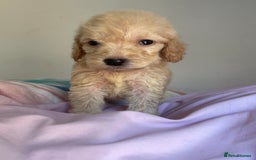 Cockapoo dogs for sale: Cockapoo puppies  - Image 15