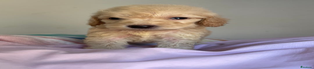 Cockapoo Puppy 8