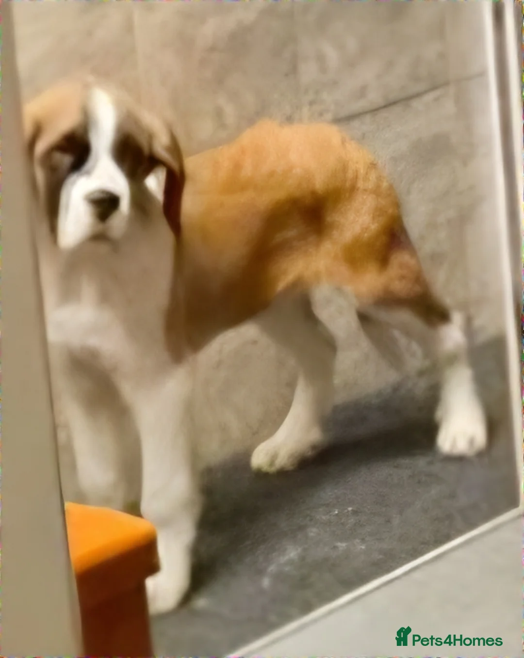 Saint Bernard dogs for sale: Beautiful male saint bernard pup  - Advert 2