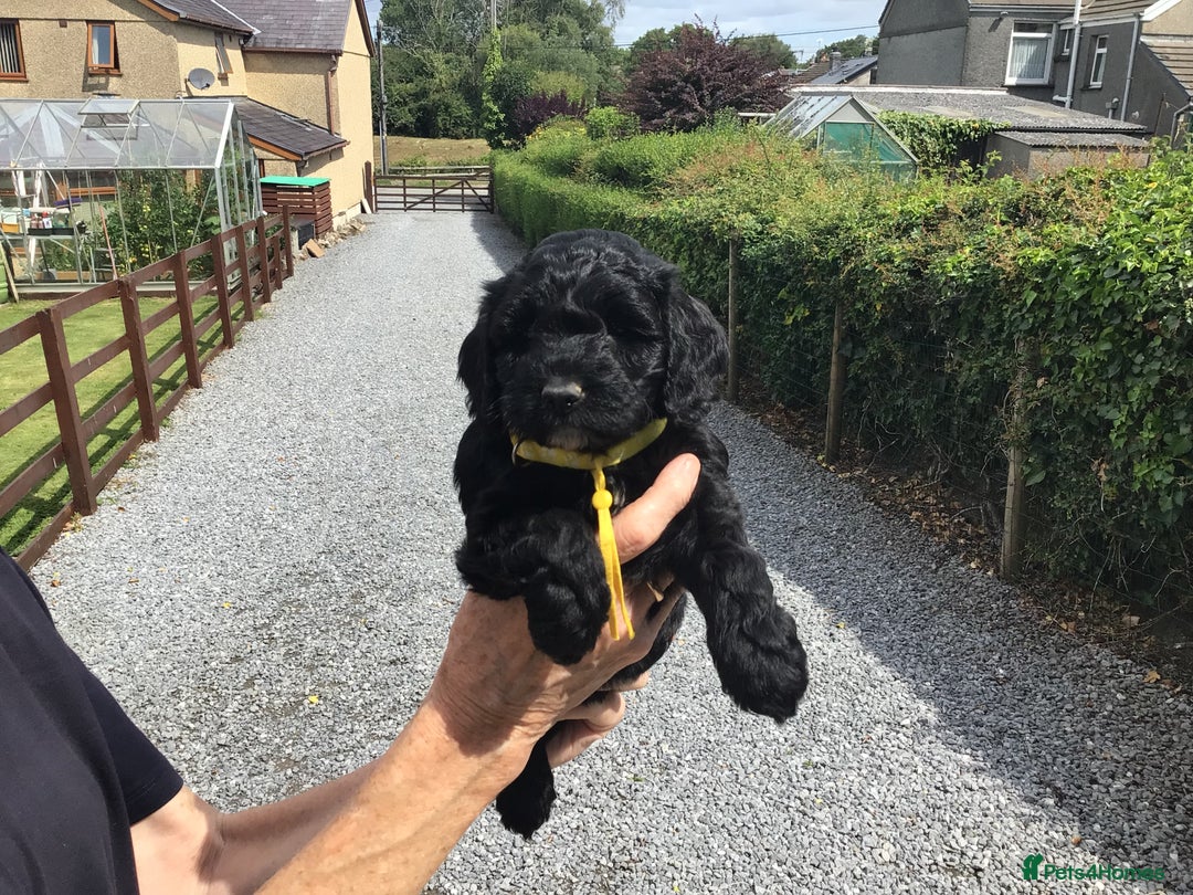 Cockapoo dogs for sale: COCKAPOO PUPS. READY TO LEAVE. - Image 9