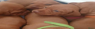 Hungarian Vizsla 4