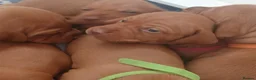 Hungarian Vizsla dogs for sale: Beautiful Hungrian Vizsla Pups for sale - Advert 11