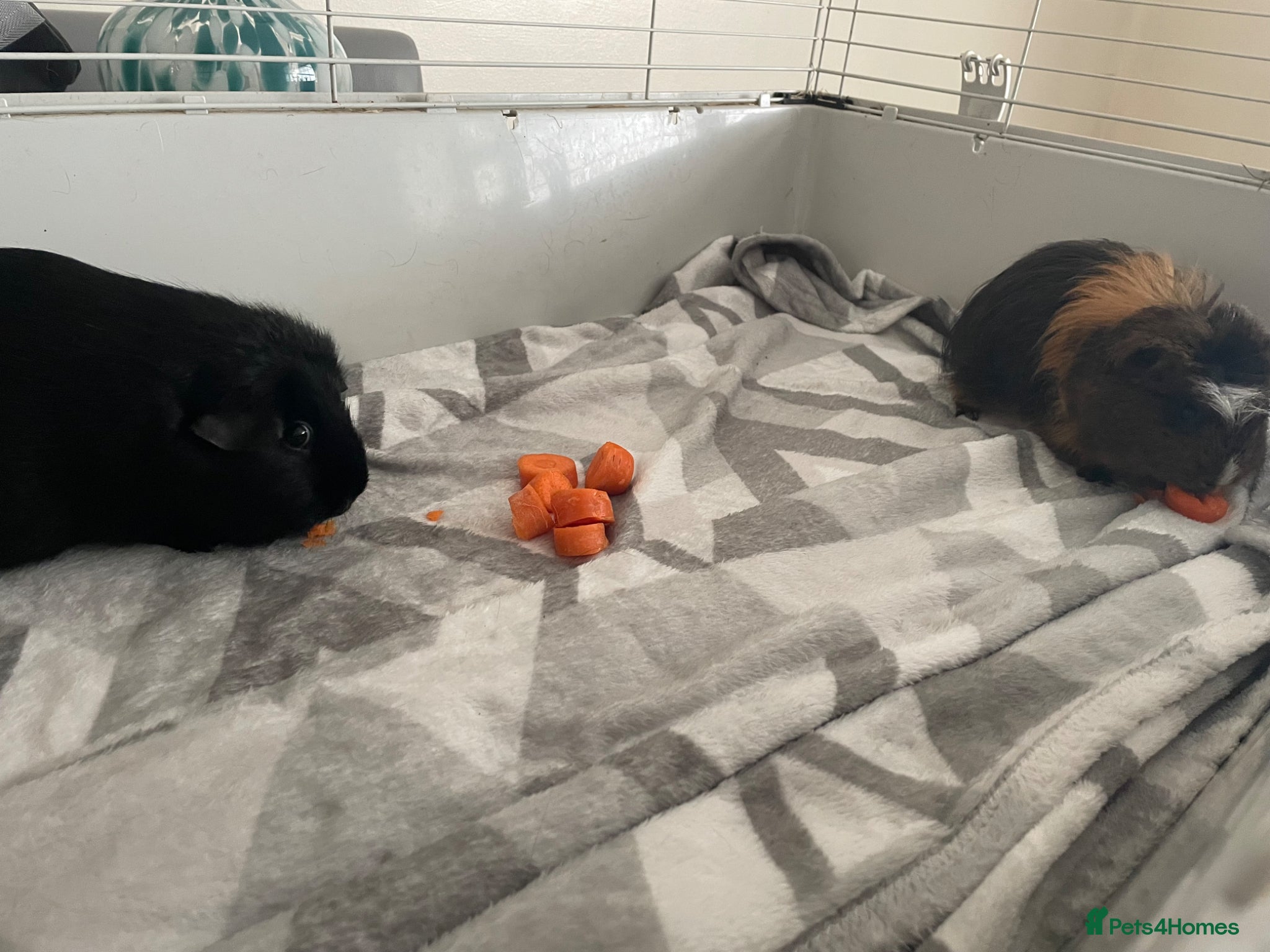 Guinea Pig rodents 2 adult guinea pigs for sale  - Advert 3