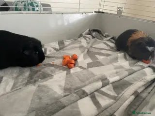 Guinea Pig rodents 2 adult guinea pigs for sale - Advert 3