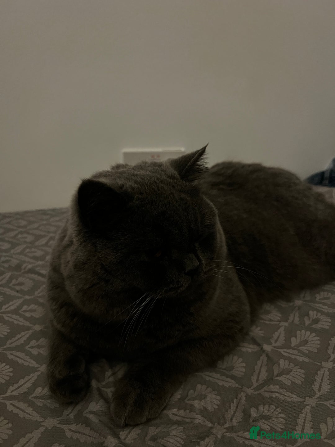 British Shorthair cats for sale: British short hair - Advert 3