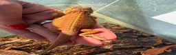 Bearded Dragon reptiles for sale: Bearded dragon babies - red monster line  - Advert 4