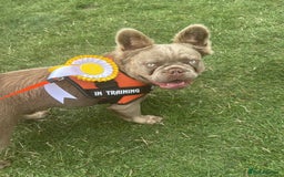 French Bulldog dogs for sale: Isabella & Tan fluffy French bulldoy - Image 12