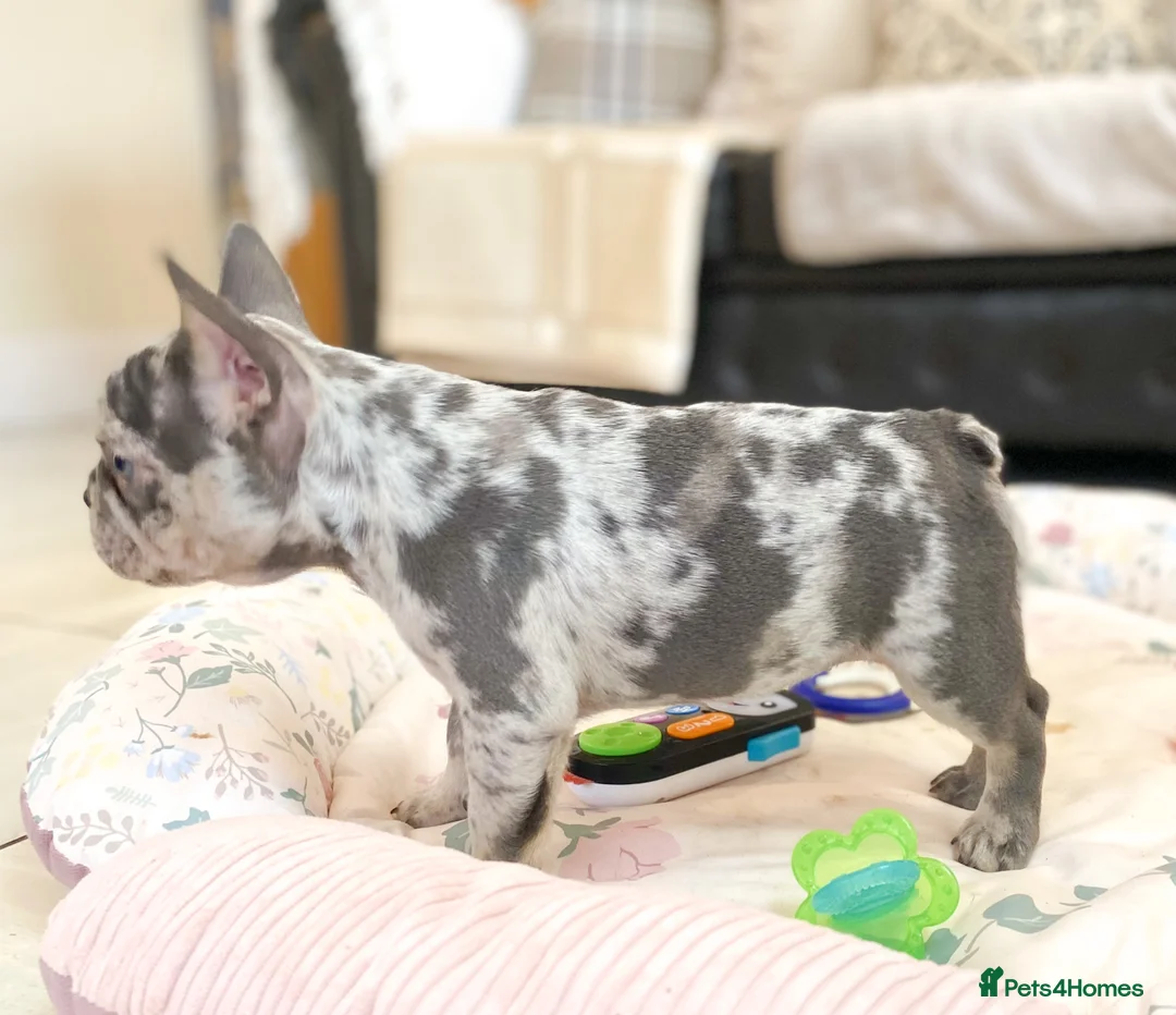 French Bulldog dogs for sale: NEWSHADE ISABELLA AND MERLE FRENCH BULLDOGS - Advert 26