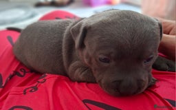 Staffordshire Bull Terrier dogs for sale: 1 female blue available ready to leave 28th August - Image 7