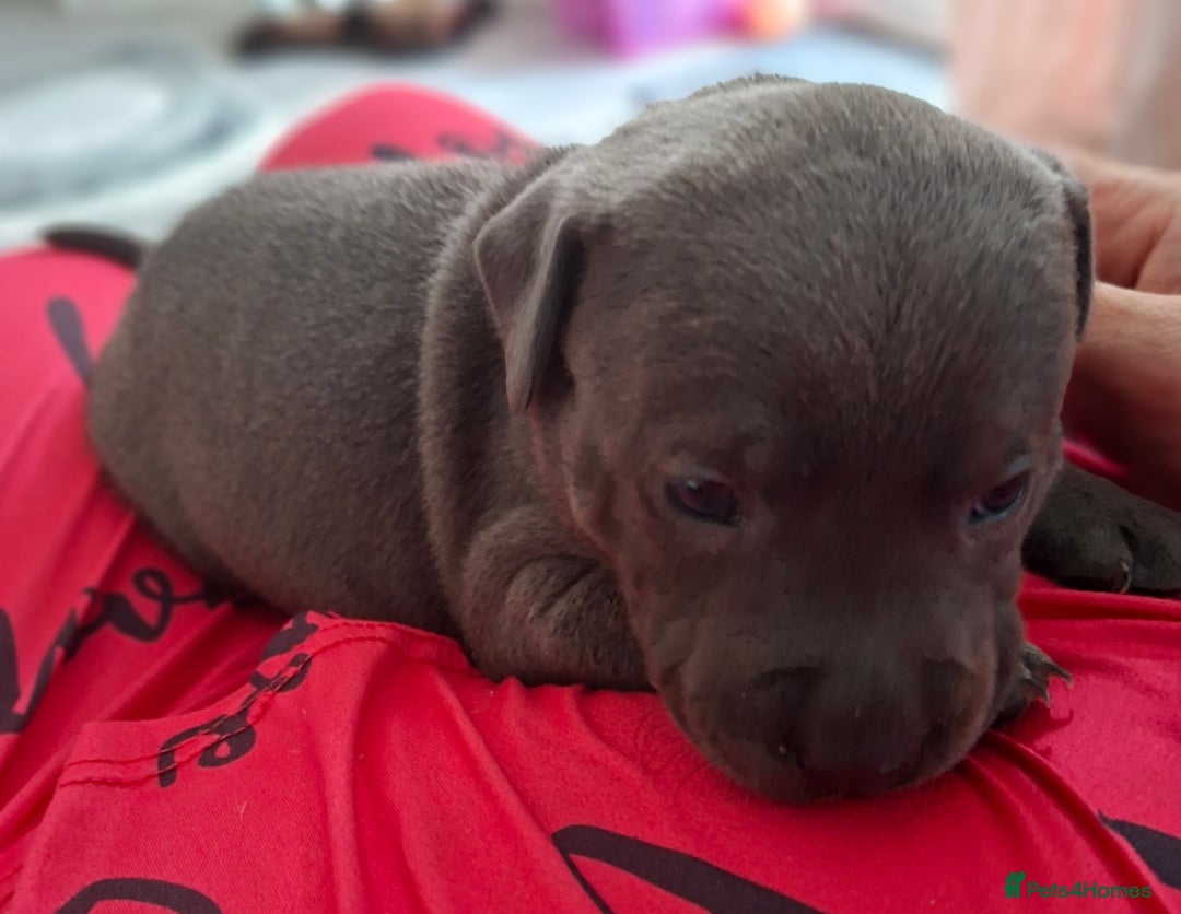 Staffordshire Bull Terrier dogs for sale: 1 female blue available ready to leave 28th August - Image 7