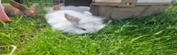 Mixed Breed rabbits for sale: Ready now. Mixed breed lops for sale. - Advert 14