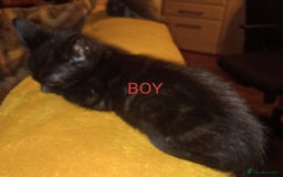 Bengal cats for sale: BENGAL x BRITISH SHORT HAIR  - Image 3