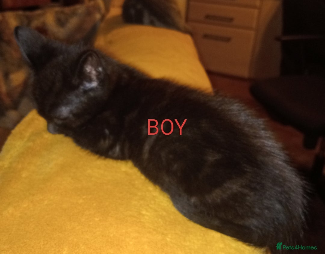 Bengal cats for sale: BENGAL x BRITISH SHORT HAIR  - Image 3
