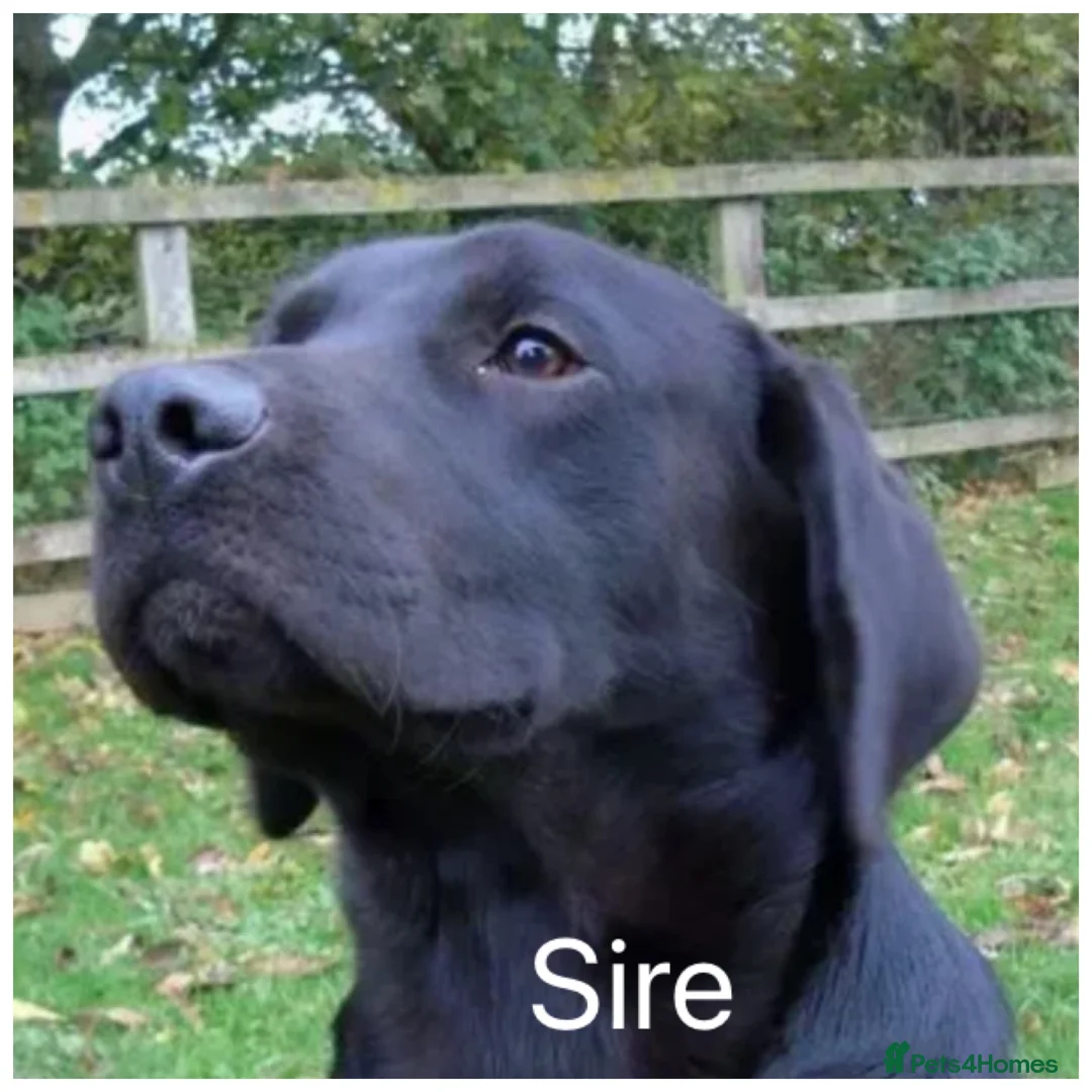 Labrador Retriever dogs for sale: Stunning KC pups, health tested&excellent lineage - Advert 10