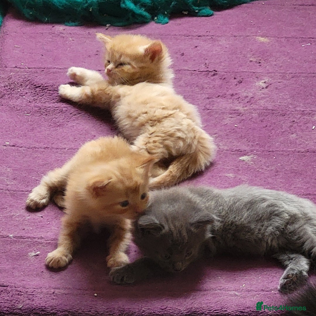Maine Coon cats for sale: Maine Coon cross kittens - Image 7