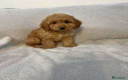 Cockapoo dogs for sale: 1 outstanding boy available  - Image 11