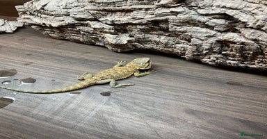 Bearded Dragon reptiles 3 Baby Bearded Dragons - Advert 4