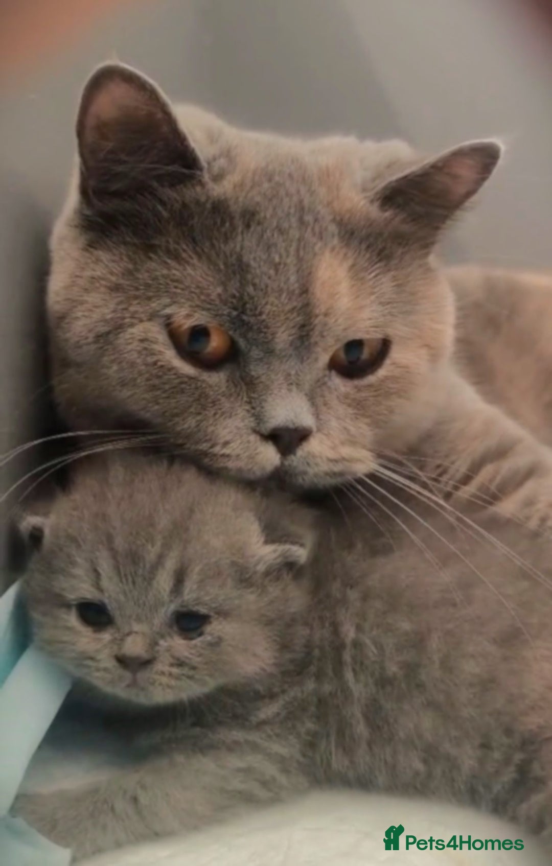 British Shorthair cats for sale: GCCF Reg pedigree Blue and Black Kittens  - Advert 15