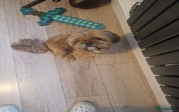 Shih Tzu dogs for sale: 2 x shih tzu - Image 3