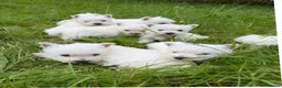 West Highland Terrier dogs for sale: West Highland Terrier Pups - Advert 5