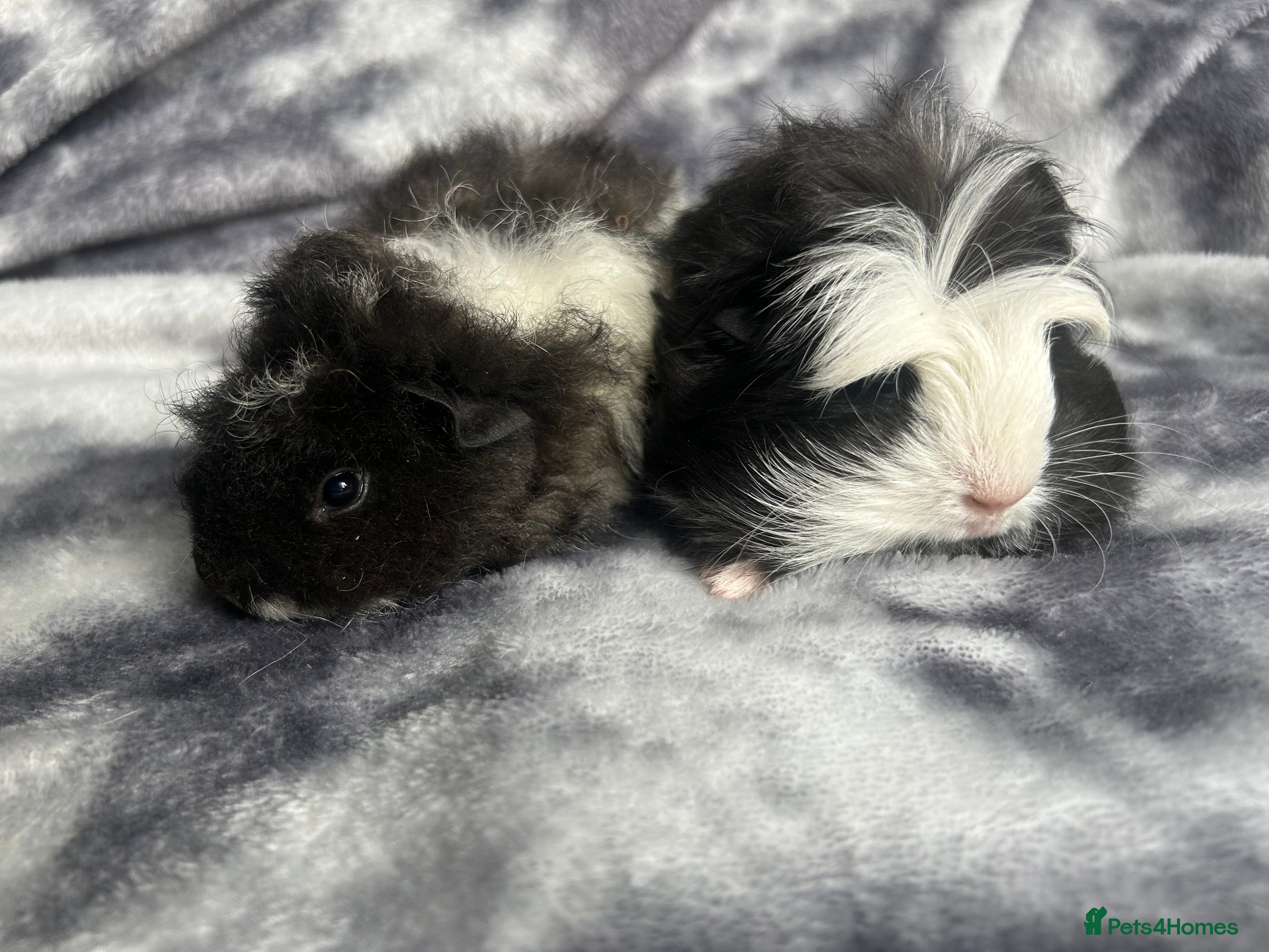 Guinea Pig rodents 1 Texel 1 coronet baby boar - Advert 1